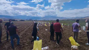 Erzincan Tercan'da kışlık patates mesaisi: Toprak bereketiyle buluştu