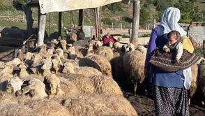 Şavak aşiretinin asırlık göç yolculuğu: 2 bin 500 rakımda zorlu yaşam