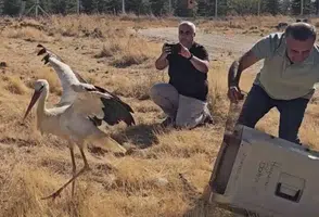 Ölen Eşini Terk Etmeyen Leylek Tedavi Sonrası Doğaya Döndü