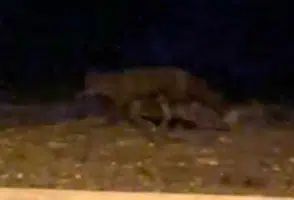 Eskişehir Sokaklarında Gece Sürprizi: Tilki Kamerada
