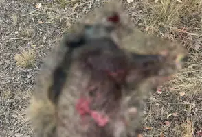 Sivrihisar’da Tarlalara Zarar Veren Yaban Domuzları Avlandı