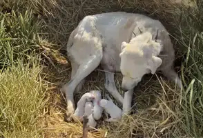Merada Beklenmedik An! Akbaş 4 Yavru Dünyaya Getirdi