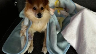 50 BİN LİRA ÖDÜL: BURSA'DA KAYIP KÖPEK "PABLO" ARANIYOR!