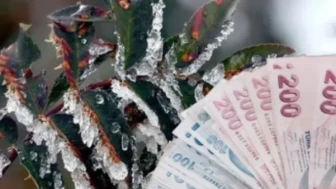 Zirai don desteği hangi ürünleri kapsıyor, kimler yararlanacak? Zirai don ödemeleri ne zaman? 2025 Zirai don desteği ne zaman yatar?