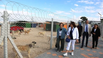 Kent Konseyi’nden Patili Dostlara 1 Ton Mama Desteği