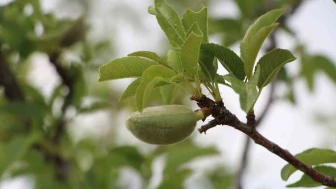Eskişehir’de zirai dondan zarar gören çiftçilere milyonluk destek