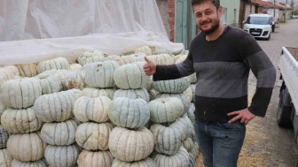 Ata tohumu ile üretilen Eskişehir’in Meşhur Balkabağında Hasat Zamanı Başladı