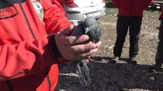 AKUT Eskişehir, Mahsur Kalan Güvercini 29 Ekim’de Kurtardı!