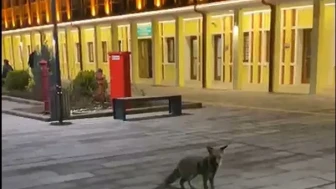 Eskişehir Garının Yeni Misafiri Tilki