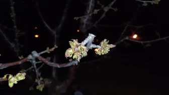 Eskişehir’de Zirai Don Alarmı! Gece Sıcaklıkları Sıfırın Altına Düşecek