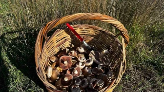 Mantar Zehirlenmelerine Dikkat: Halk Sağlığı Uzmanından Önemli Uyarı