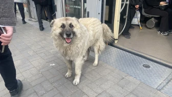 Eskişehir’de Tramvaya Binen Köpek Yolcuların İlgisini Çekti
