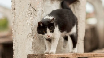 Sokak Kedileri Marketlerin “Müdavimi” Oldu