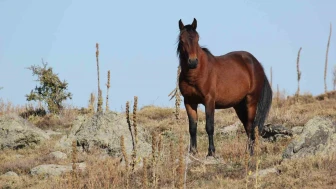 Kumalar Dağı’nda yılkı atları ve bulutların dansı büyüledi