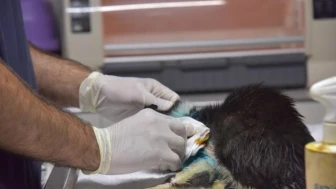 Kırık patili sokak kedisi 2 saatlik operasyonla sağlığına kavuştu