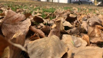 Dökülen yapraklar Eskişehir’de kartpostallık manzaralar oluşturdu