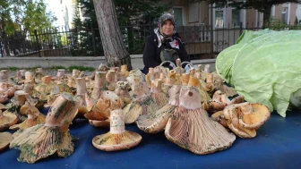 ’Melki’ ismiyle bilinen Kanlıca mantarı pazarda yerini aldı