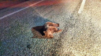 Karayoluna çıkan yavru ayı hayatını kaybetti