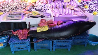 Eskişehir’de Tezgaha Çıkan 280 Kiloluk Orkinos Şaşkınlık Yarattı