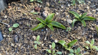 Nesli Tehlikedeki Salep Eskişehir’de Yeniden Üretiliyor