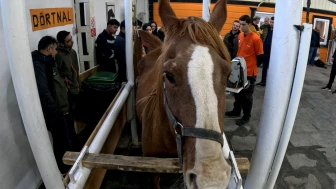 Eskişehir’de kısraklarda suni tohumlama eğitimi tamamlandı
