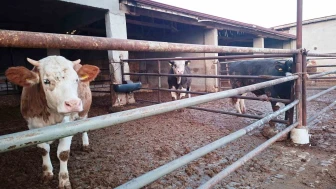 Hisarcık’ta şap karantinası yeniden yürürlüğe girdi: 25 köy ve ilçe merkezi kapatıldı