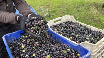 Zeytinde verim düştü, fiyat tepkisi yükseldi