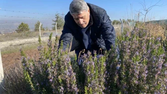 10 Yıllık Çalışmanın Meyvesi: Eskişehir’de Artık Biberiye Üretilebiliyor