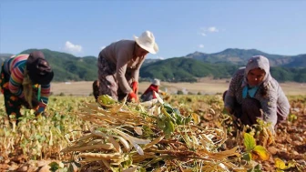 Bugün Çiftçilere 4,3 Milyar Lira Destek Ödemesi Yatacak