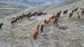 Soğuk havada yiyecek arayan yılkı atları köylere kadar indi