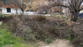 Sümer Mahallesi'nde budanan ağaçlar kavga sebebi oldu