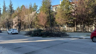 Eskişehir'de budama sonrası o manzara dikkat çekti