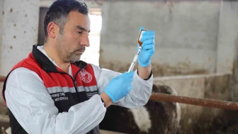 Eskişehir’de şap aşılama kampanyası yüzde 100 başarıyla tamamlandı