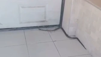 Sümer Mahallesi’nde yılan paniği: Mahalle sakinleri tedirgin