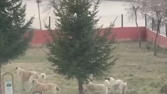 Seyitgazi’de Başıboş Köpek Tehlikesi: Anaokulu Bahçesine Kadar Girdiler!