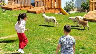 Eskişehir’de Lamia Dayanç Anaokulu’ndan Ezber Bozan Uygulama: Bahçede Kuzularla Eğitim