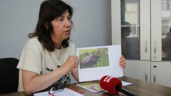 Eskişehir'de kahverengi kokarca tarımı vurdu