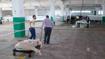 Tepebaşı'nda Bayram Coşkusu: Kurbanlar İhtiyaç Sahiplerine Ulaştırıldı