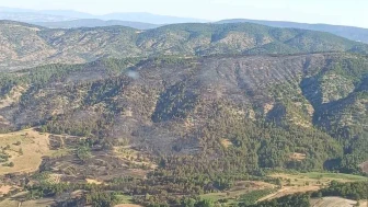 Gölpazarı’ndaki Orman Yangını Söndürüldü: 80 Hektar Kül Oldu