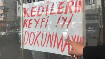 Boş dükkandaki kediler için ilginç not savaşları başladı