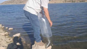 Şuhut’taki Baraj ve Göletlere 85 Bin Yavru Sazan Bırakıldı