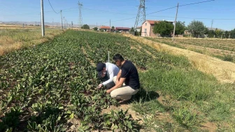 Salatalık ve Pancarda Verim İçin Tarla Tarla Hastalık Denetimi