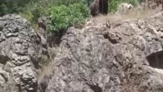 Tunçbilek’te ormanlık alana inen ayı vatandaşları şaşırttı