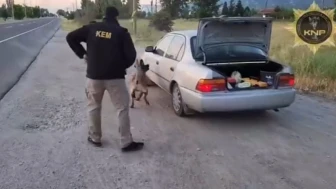 Thor kokladı, polis bastı: 64 bin içimlik bonzai ele geçirildi