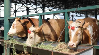 Eskişehir'de Kurbanlık Fiyatları Karşıt Görüşler Doğurdu: Uygun diyen de var, yüksek diyen de!