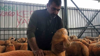 Turuncu renkli Sivas Kangal kuzuları hem renkleri hem de lezzetleriyle dikkat çekiyor