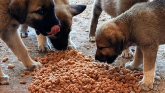 Yangın Bölgesine Hem İnsanlara Umut, Hem Can Dostlara Yuva
