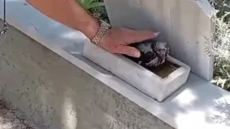 Tavşanlı’da Mezarlıkta Kendini Sevdiren Karga Görenleri Şaşırttı