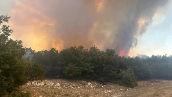 Seyitgazi de orman yangını