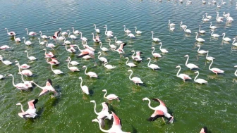 Eber Gölü’ndeki Turna Ziyareti Havadan Fotoğraflandı!
